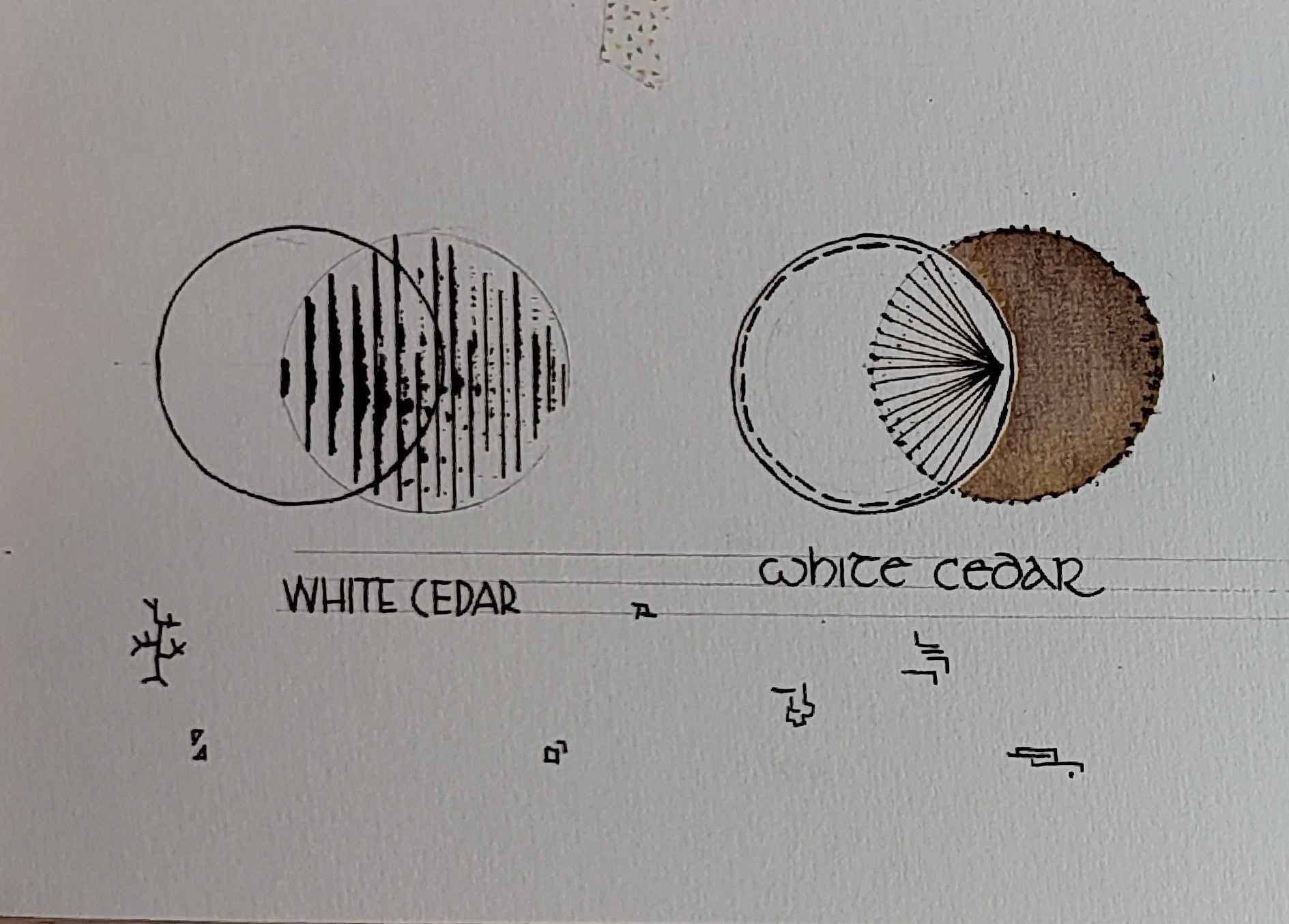 Shanghai Stationary Fountain Pen Ink - White Cedar - 50ml Bottle