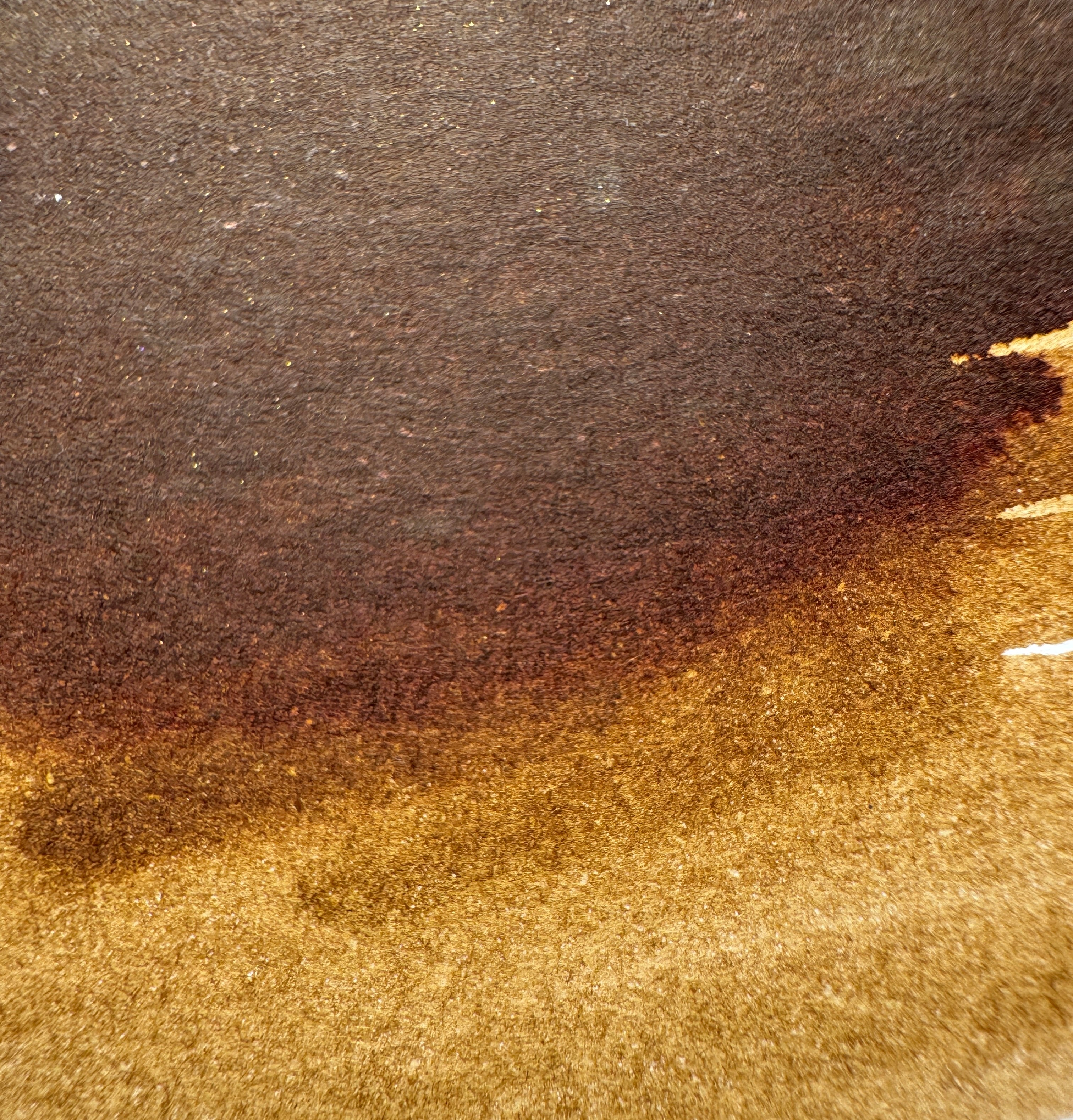 Premium quality bottled fountain pen inks by Shanghai Stationary, Freedom on Horseback is a dark cognac brown ink celebrating the 2026 lunar year of the horse.